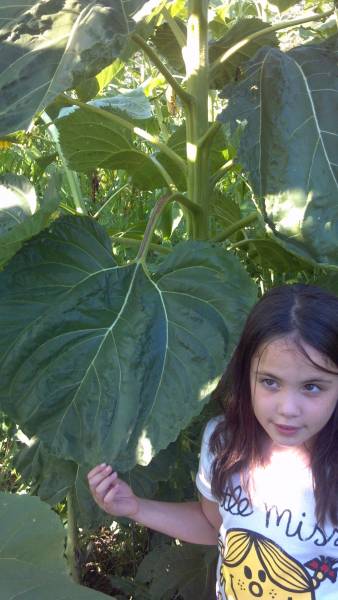 Large sunflower leaf in 2013