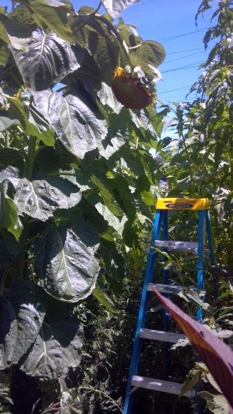 10 feet tall sunflower with 11 inch circumference stalk in 2013