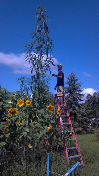 Friend looking at one of giant amaranth in 2014