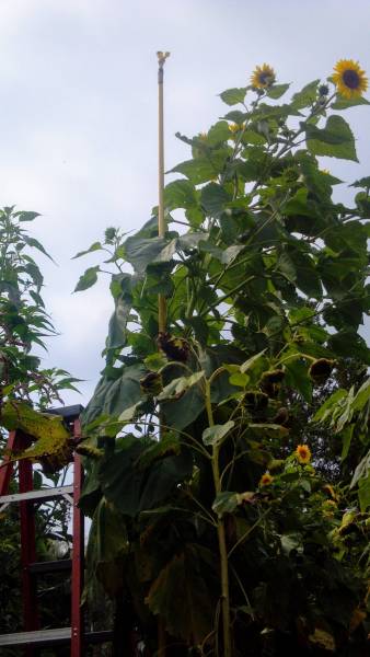 16 feet 3 inch sunflower with 40 heads in 2013