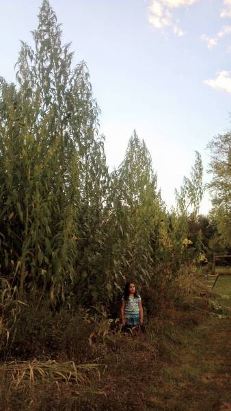 Over 24 feet tall giant amaranth in 2013