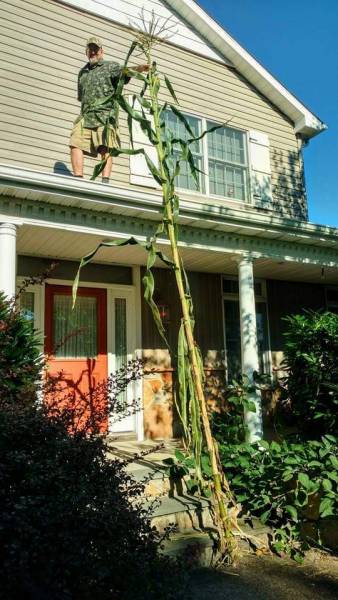 18 feet tall Jala maize in 2018 garden