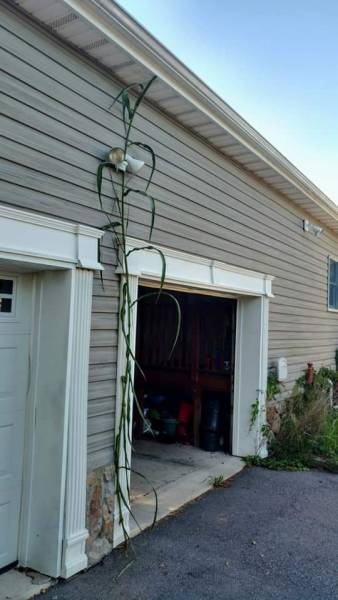 13 feet tall pearl millet in 2020 garden