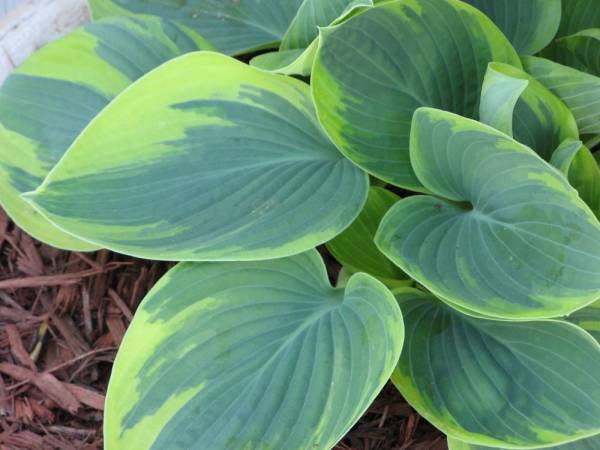 Hosta Aristocrat