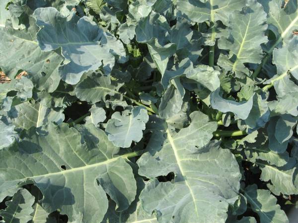 The Beauty of Broccoli