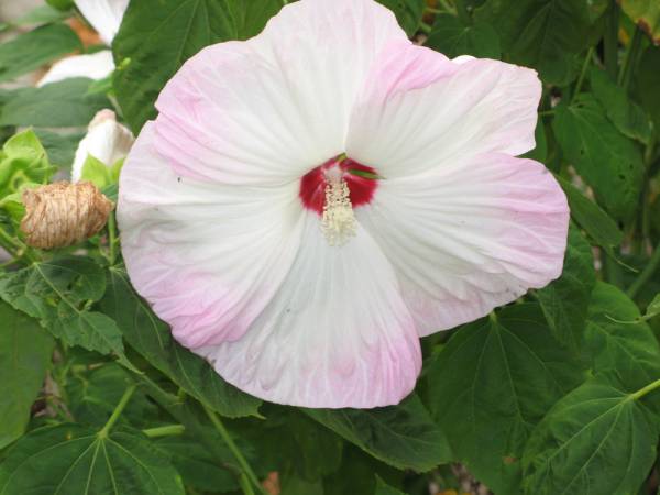 White Perennial Hibiscus