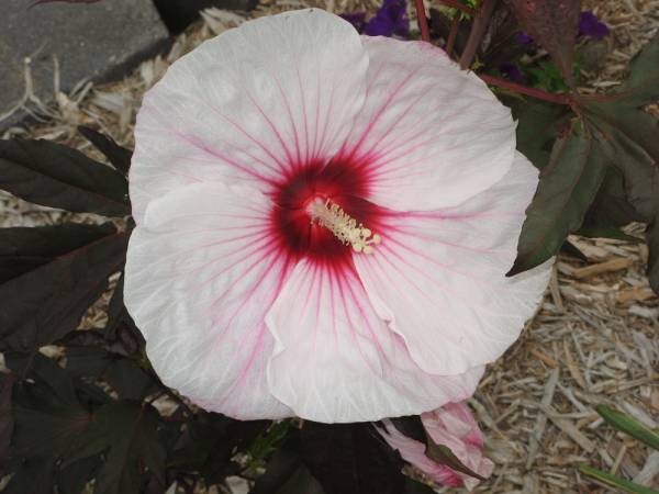 'Kopper King' Hardy Hibiscus