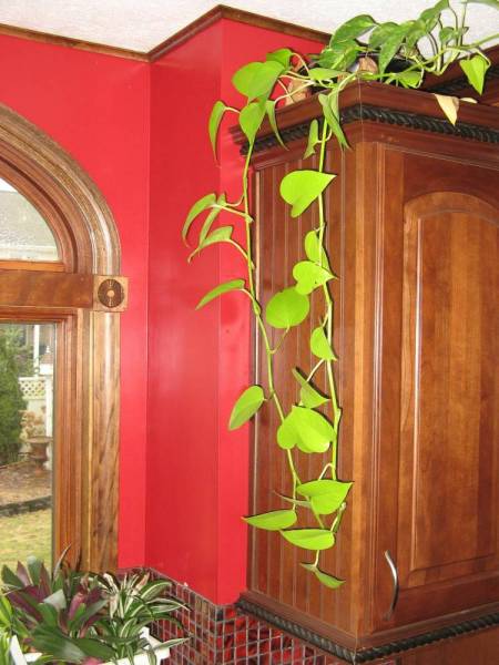 Houseplants in Kitchen