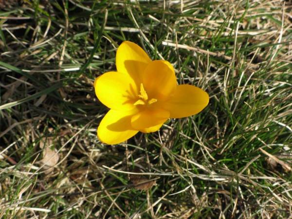 First Crocus of the Year 2009