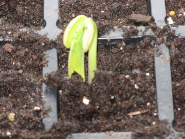 Super Seedling
