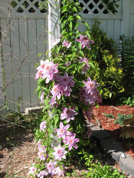 Clematis on a Post