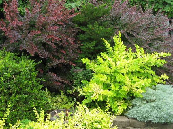 Shrubs of Different Colors