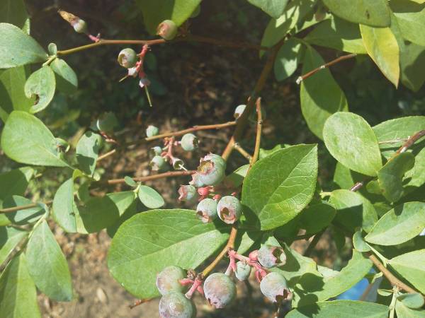 blue berries