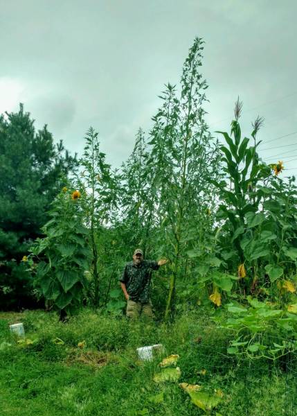 22 feet tall Amaranthus australis in 2018 garden