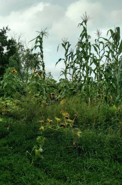 Giant Jala, Olotillo, and Olotillo Tuxpeno maize in 2018
