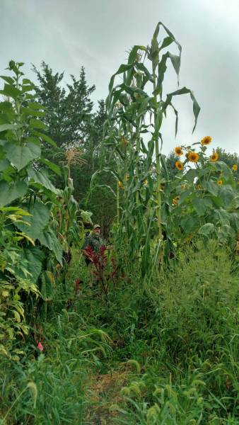 Giant Jala, Olotillo, and Olotillo Tuxpeno maize in 2018