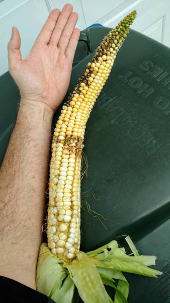 Nearly 18 inch long Jala corn cob in 2018 garden