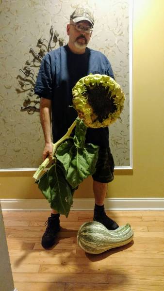 Large sunflower head