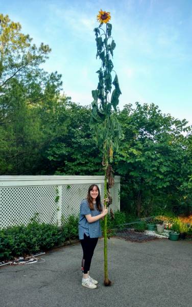 13 feet 10 inch sunflower in 2020 garden