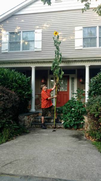 13 feet 10 inch sunflower in 2020 garden