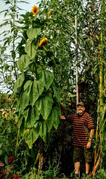 13 feet tall sunflower in 2020 garden