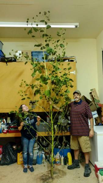 12 feet tall wild sunflower with 148 heads in 2020 garden