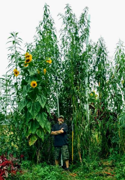 23 feet tall giant amaranth - Amaranthus australis