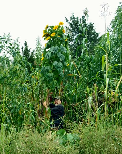 13 feet tall sunflower in the back of the garden
