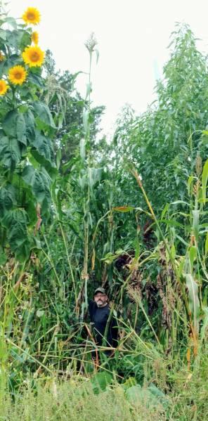 Sorghum over 19 feet tall