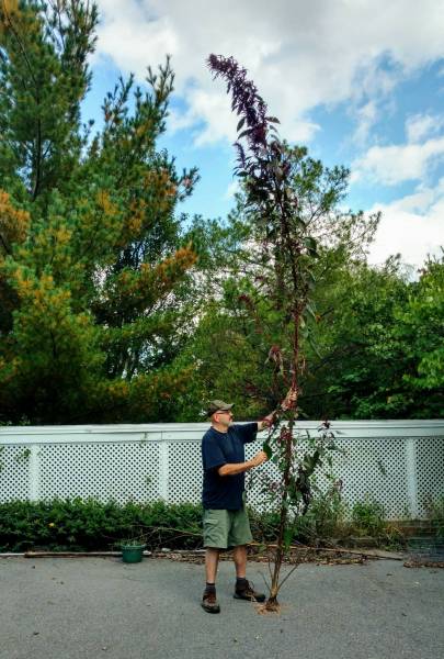 17'9&quot; Amaranthus cruentus