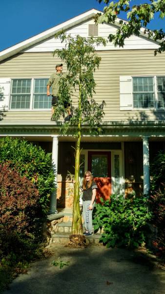 21'10&quot; Giant Amaranth, 29 1/2&quot; stem circumference at 87 pounds