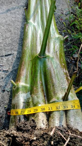 29 1/2 inch giant amaranth stalk