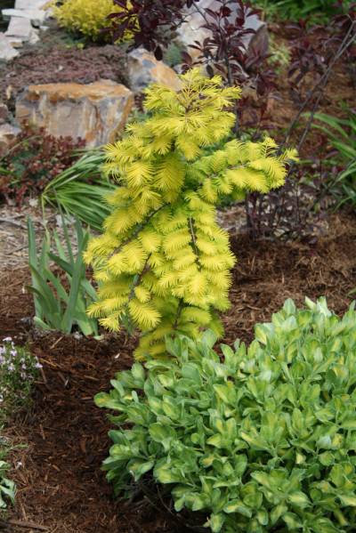 metasequoia glyptostroboides 'Gold Rush'