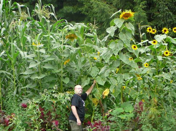 Some giant sunflowers