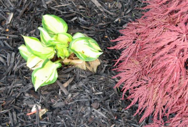 Black Mulch