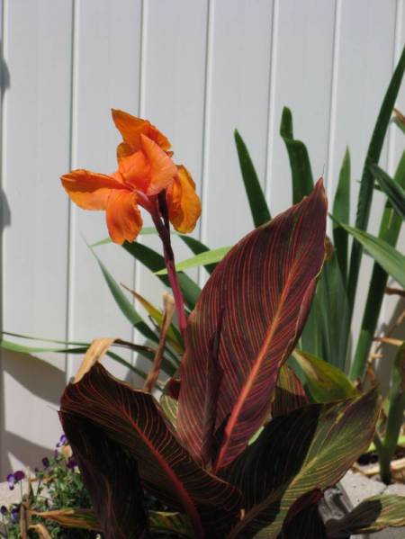 Canna 'Tropicana'