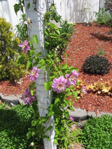 A Clematis Trained up a Pole
