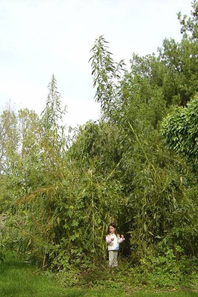 Giant amaranths (Amaranthus australis)