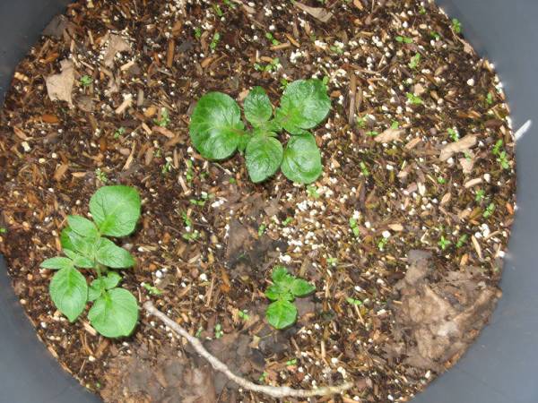 Potatoes growing in a trash can