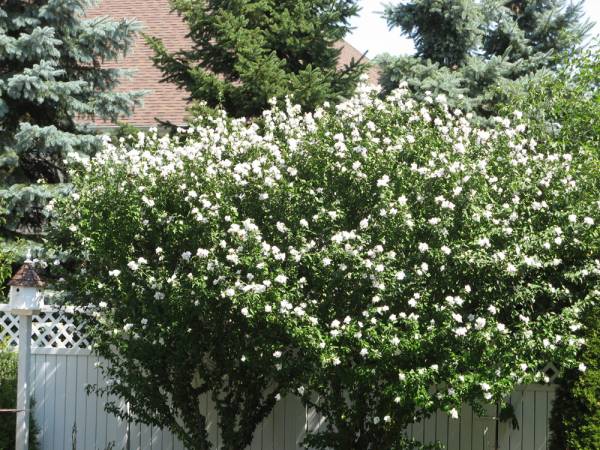 Rose of Sharon in Bloom
