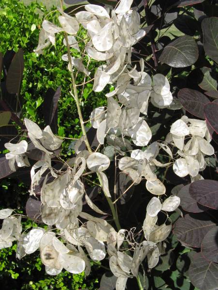 Lunaria annua 'Money Plant'