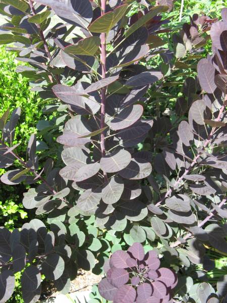 Purple Smokebush Detail