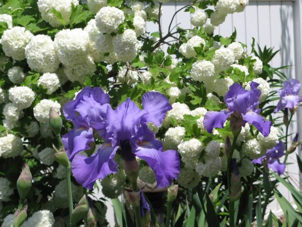 Snowball Viburnum &amp; Iris Combination