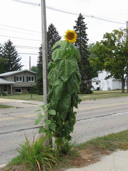 Massive Sunflower Stalk