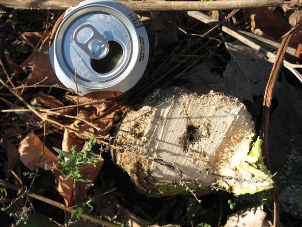 Sunflower Stump