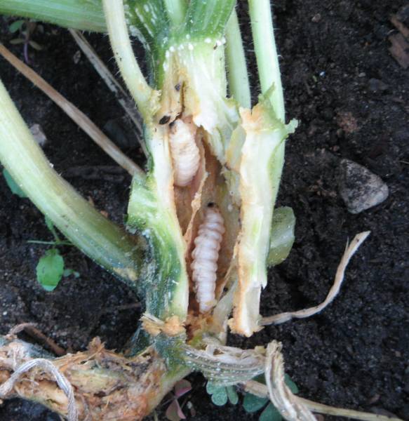 Squash Vine Borer