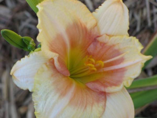 Daylily 'When My Sweetheart Returns'