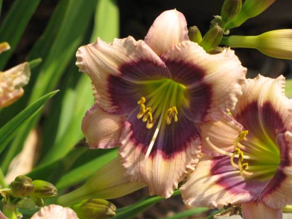 Daylily 'Crystal Blue Persuasion'