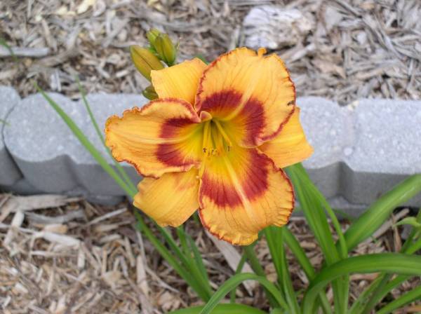 Daylily 'All Fired Up'