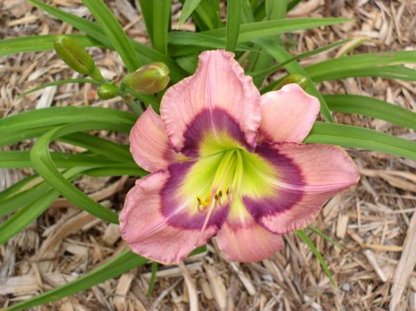 Daylily 'Quest of Dreams'
